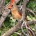 Northern Cardinal
